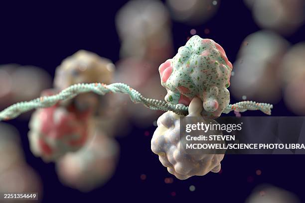 translation of mrna into protein by ribosome, illustration - ribossomo imagens e fotografias de stock