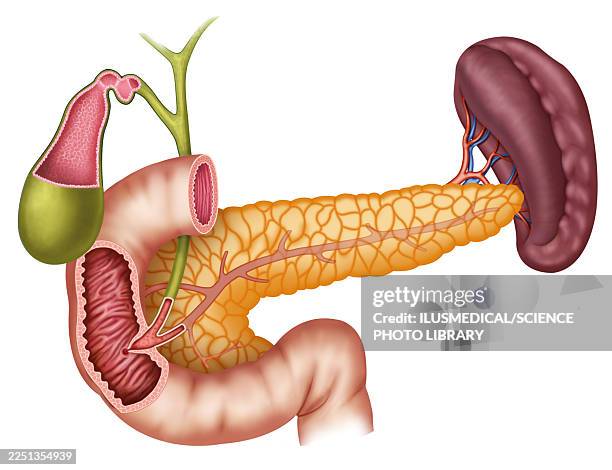 ilustraciones, imágenes clip art, dibujos animados e iconos de stock de anatomy of pancreas, illustration - sistema endocrino