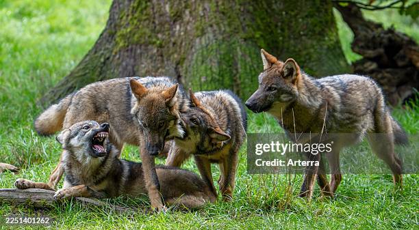 Wolf pack of Eurasian wolves / European grey wolves with 5 months old pups play fighting in forest / woodland in autumn.