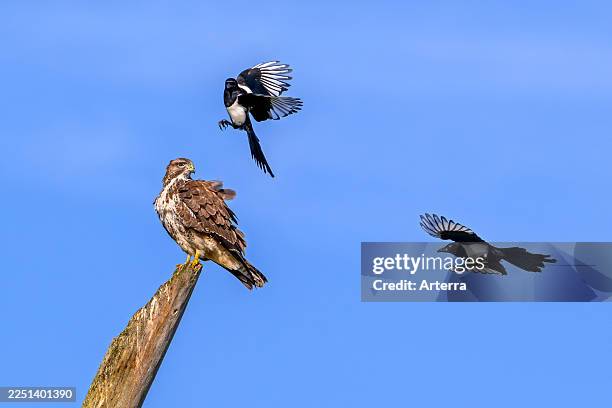Two Eurasian magpies in flight harassing / mobbing common buzzard perched on dead tree trunk.