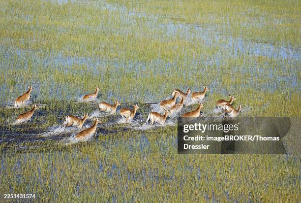 red lechwe (kobus leche leche), running in a freshwater marsh, aerial view, okavango delta, moremi game reserve, botswana - moremi game reserve stock pictures, royalty-free photos & images