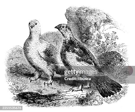Ptarmigans Ptarmigans