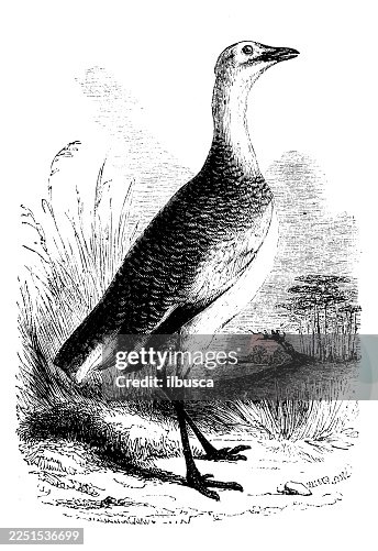 Great Bustard Great Bustard