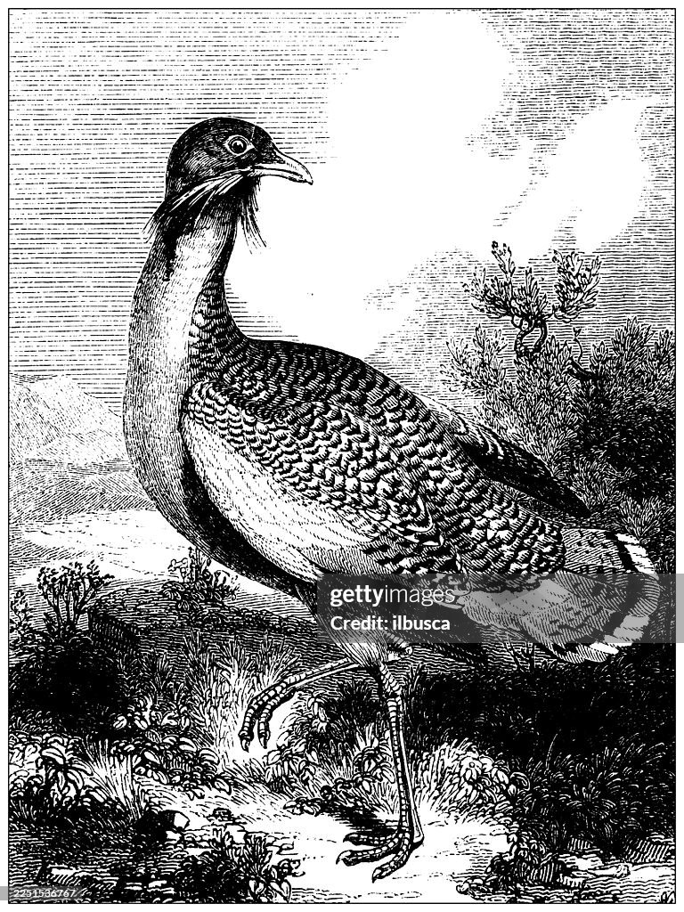 Great Bustard