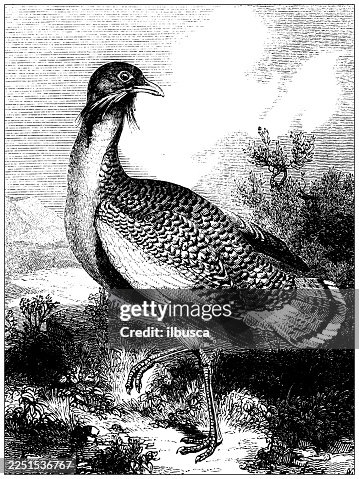 Great Bustard Great Bustard