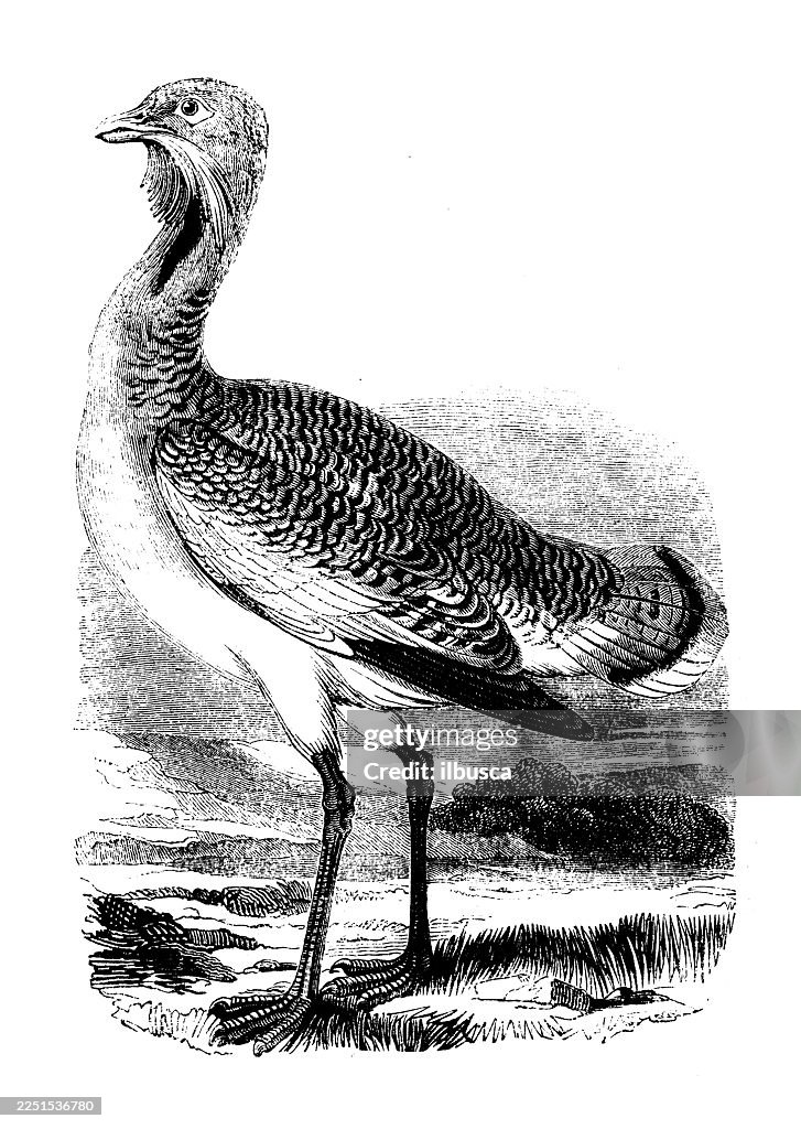 Great Bustard