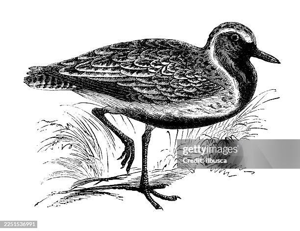 golden plover - golden plover stock illustrations