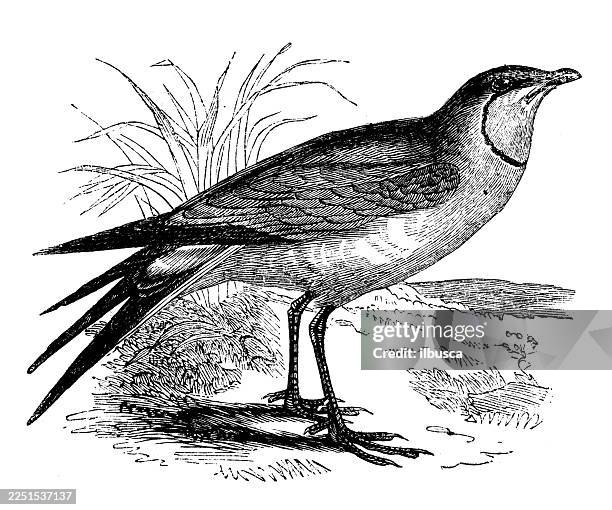 collared pratincole - collared pratincole stock illustrations
