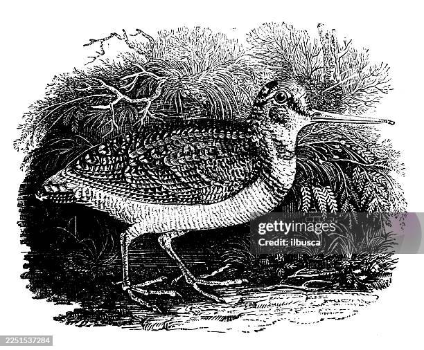 woodcock - american woodcock stock illustrations