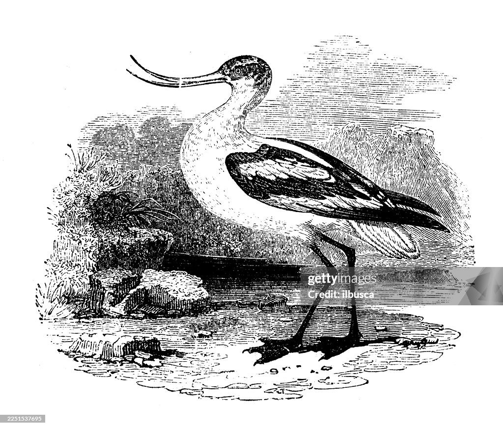 Avoceta