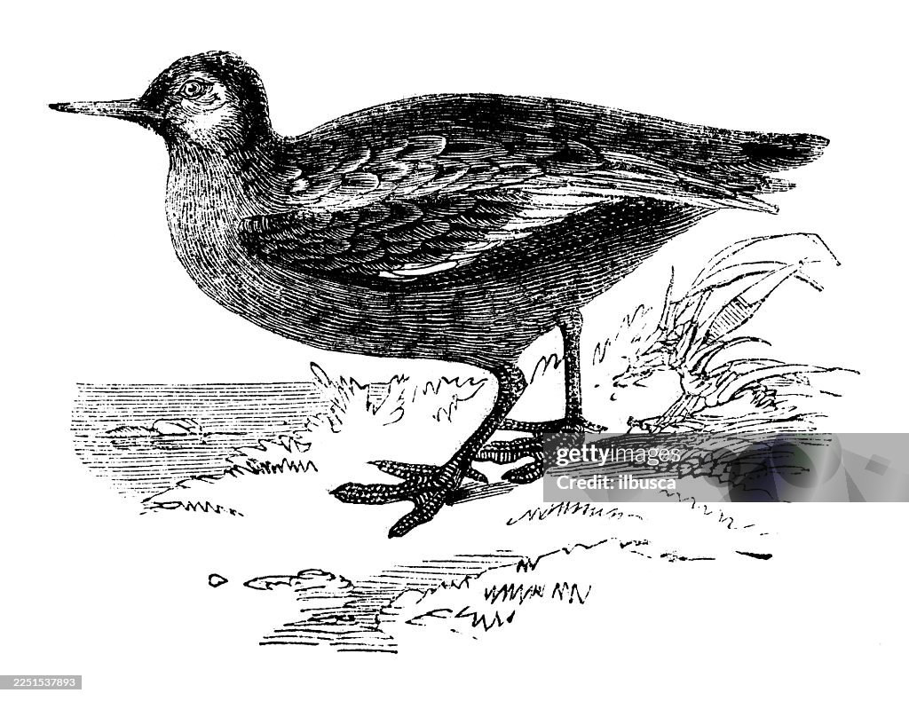 Grey Phalarope, Summer Plumage