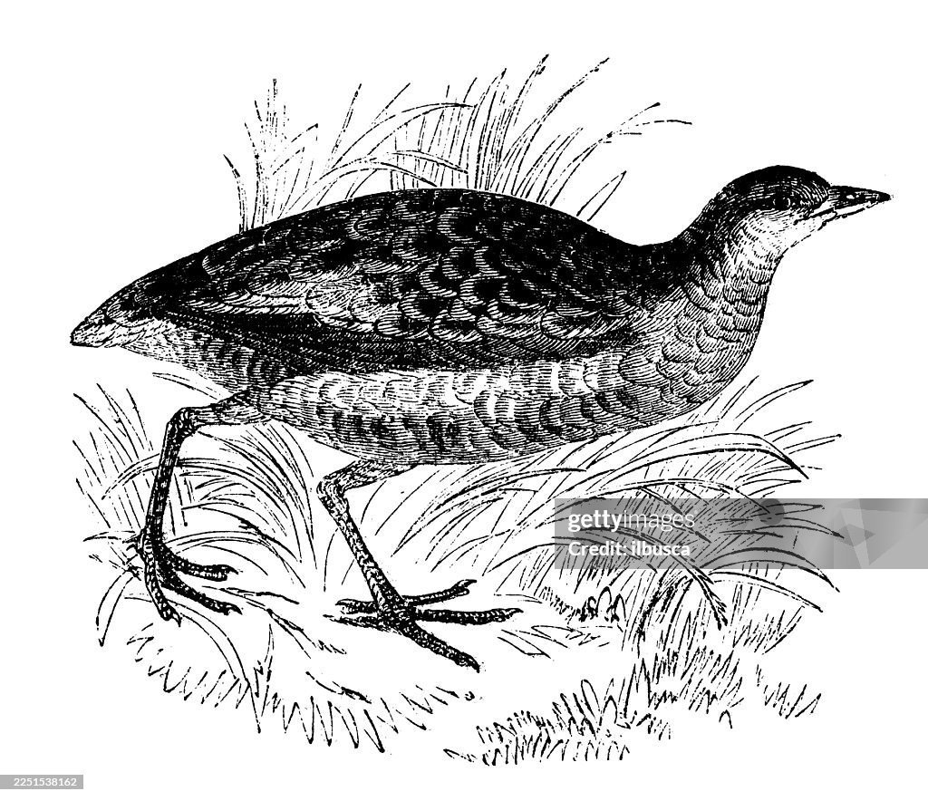 Corn Crake