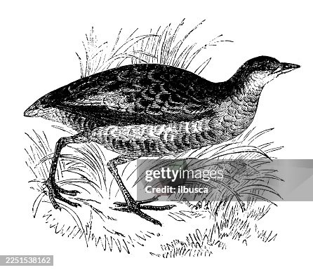 Corn Crake Corn Crake