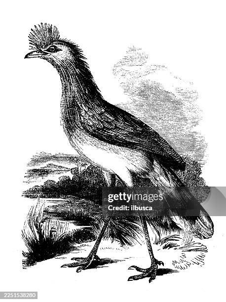 cariama - roadrunner cutout stock illustrations