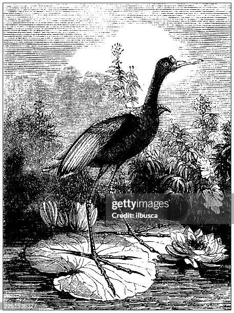jacana - african jacana stock illustrations
