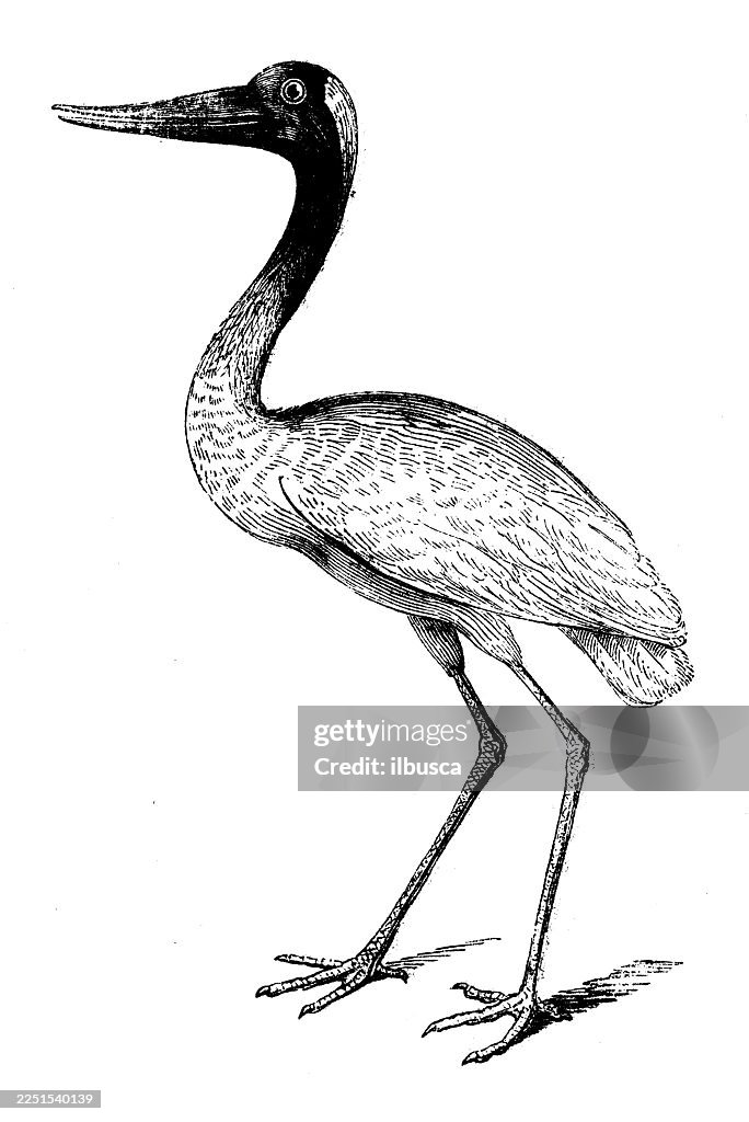 Jabiru