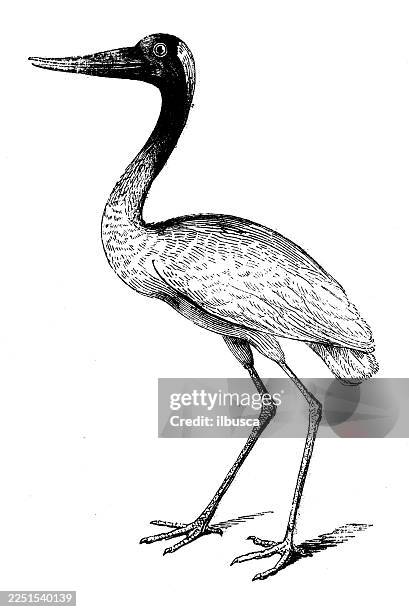 jabiru - saddle bill stork stock illustrations