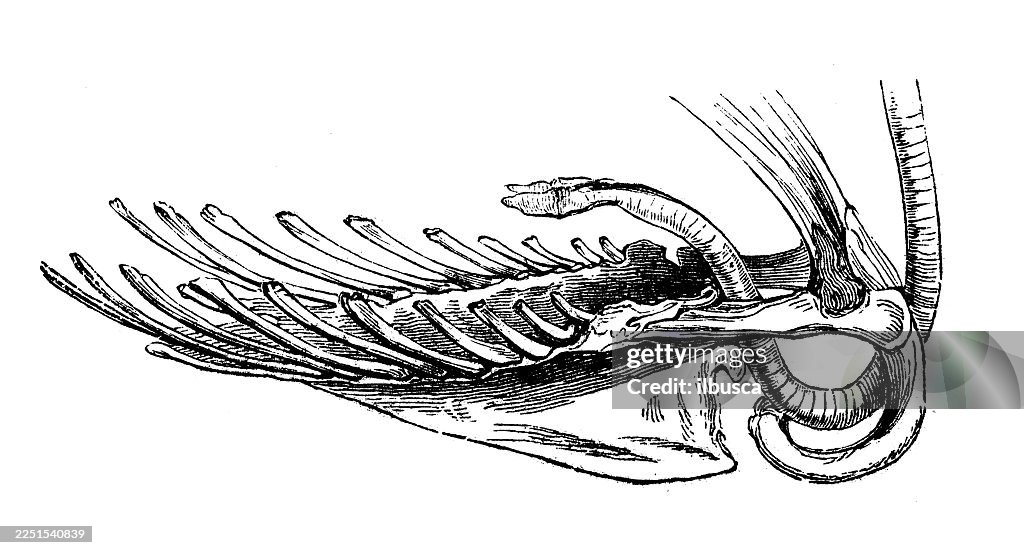 Sternum du Cygne Noir