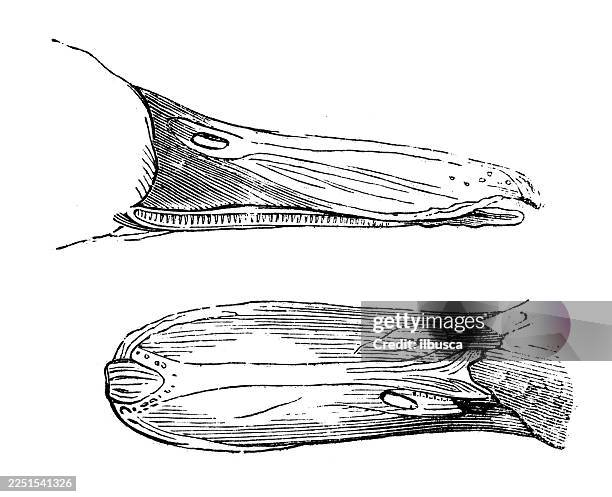 blue winged teal - blue winged teal stock illustrations