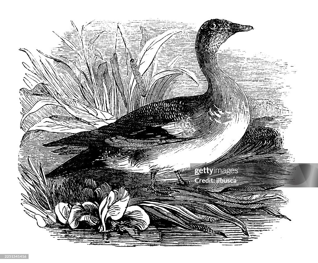 American Widgeon
