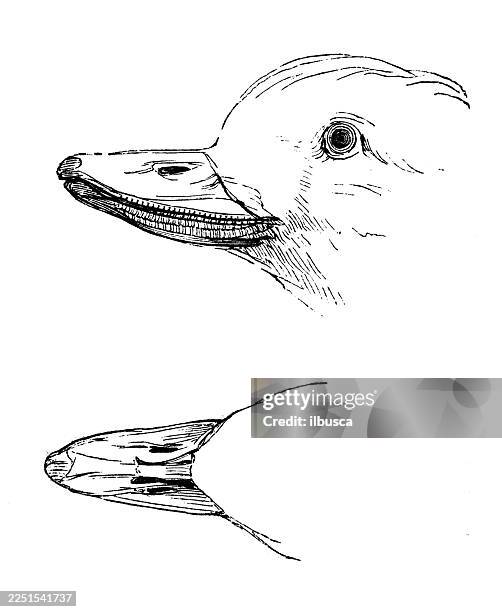 long tailed duck - long tailed duck stock illustrations