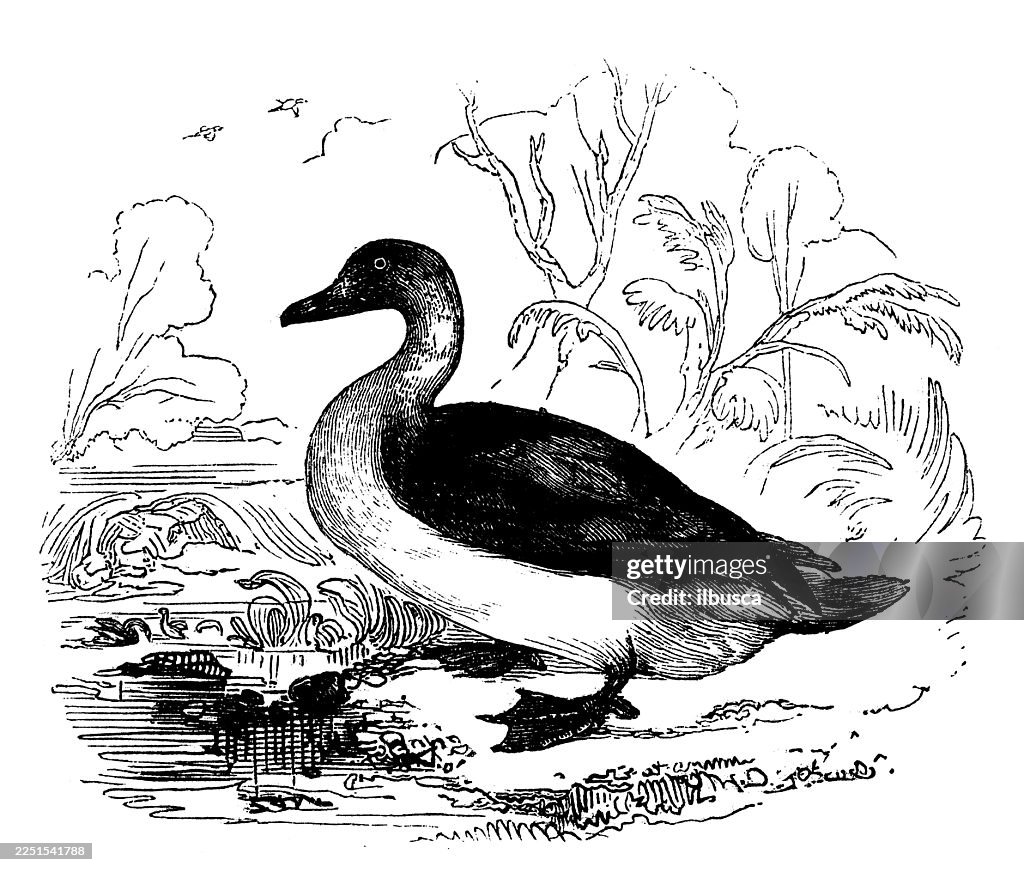 Long Tailed Duck, Female