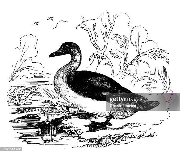 long tailed duck, female - long tailed duck stock illustrations