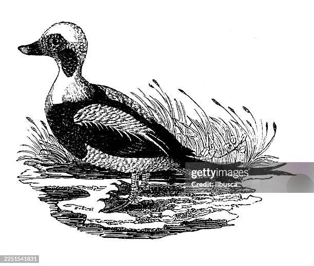 long tailed duck, male - long tailed duck stock illustrations