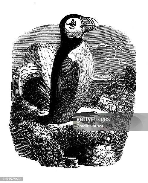 puffin - puffin stock illustrations