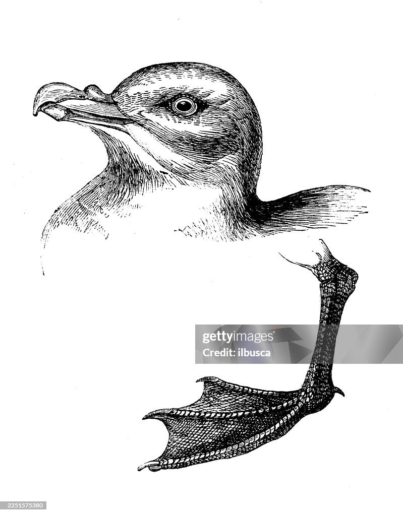 Fulmar