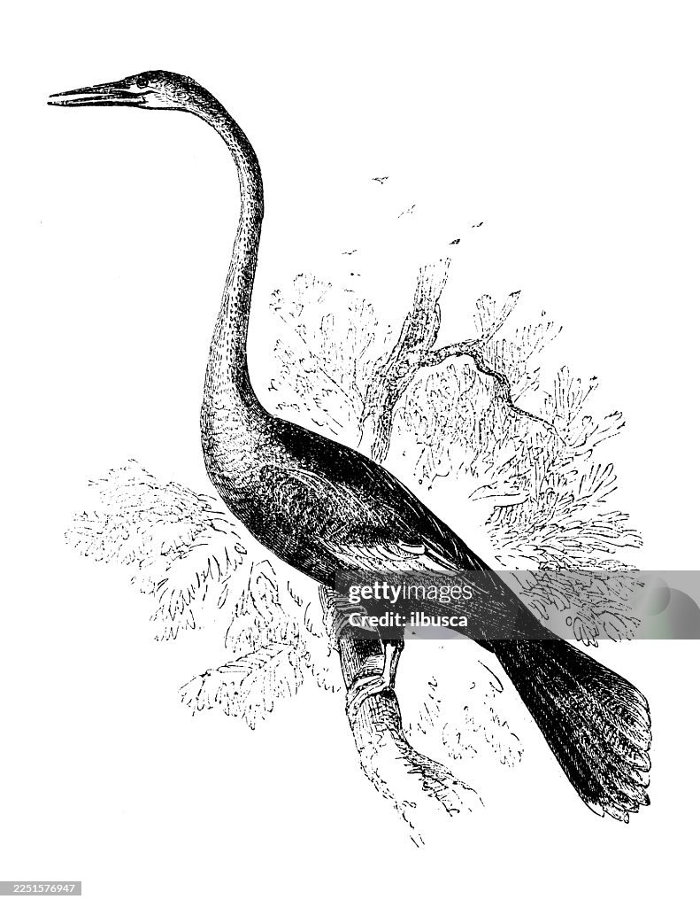 American Darter, Female