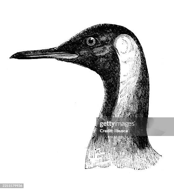 king penguin - king penguin stock illustrations