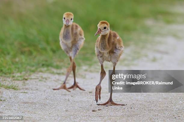 two fluffy chicks migrate over a sandy path along green meadows, canada cranes or florida cranes (grus canadensis pratensis), spring, orlando wetlands, christmas, florida, usa - young bird stock pictures, royalty-free photos & images