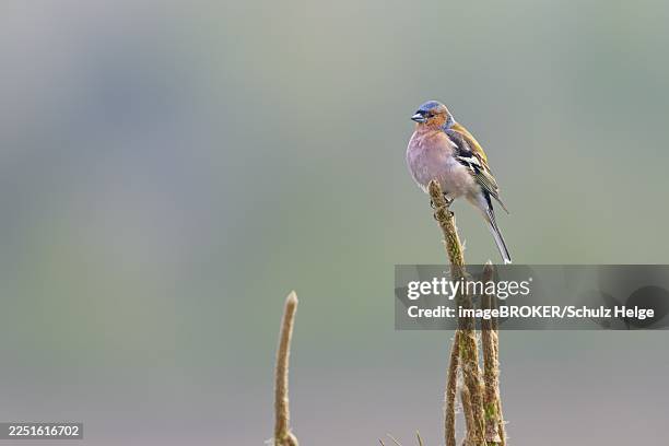 chaffinch (fringilla coelebs) male resting on his singing perch, breeding plumage, territory, germany - vink stockfoto's en -beelden