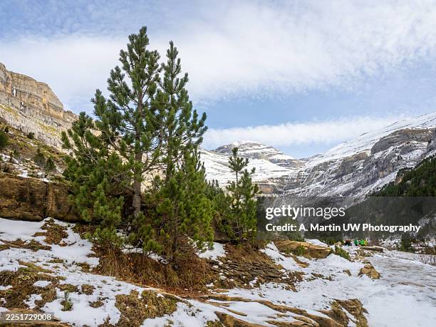 ordesa valley winter landscape with snow and pine trees - pirineos fotografías e imágenes de stock