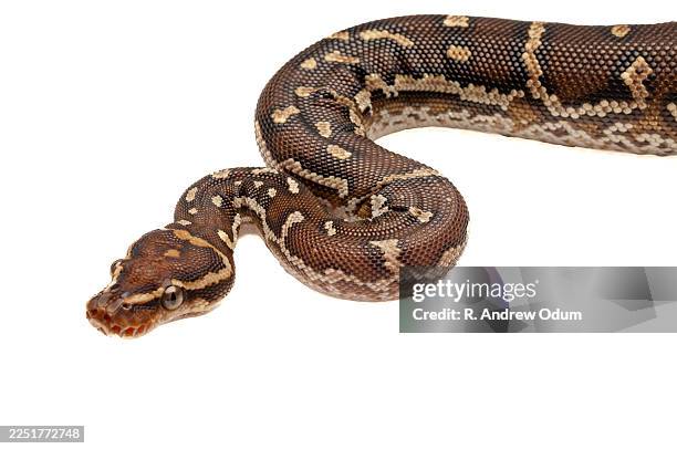 angolan python on white background - pitão de angola - fotografias e filmes do acervo
