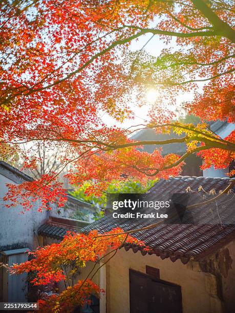 view of traditional chinese architecture framed by vibrant autumn maple trees - suzhou stock pictures, royalty-free photos & images