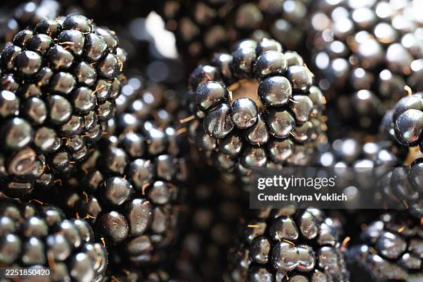 fresh blackberries in macro close-up. - blackberry fruit stock pictures, royalty-free photos & images