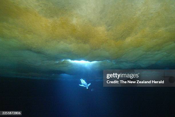 Two Emperor penguins dive under the frozen sea ice at Penguin Ranch, the United States research programme at McMurdo Sound.19 November 2003 New...