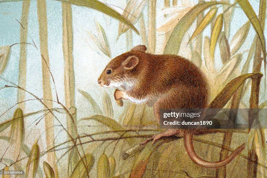Harvest mouse eating a grain of wheat, Wildlife, Rodents, Vintage illustration 19th century