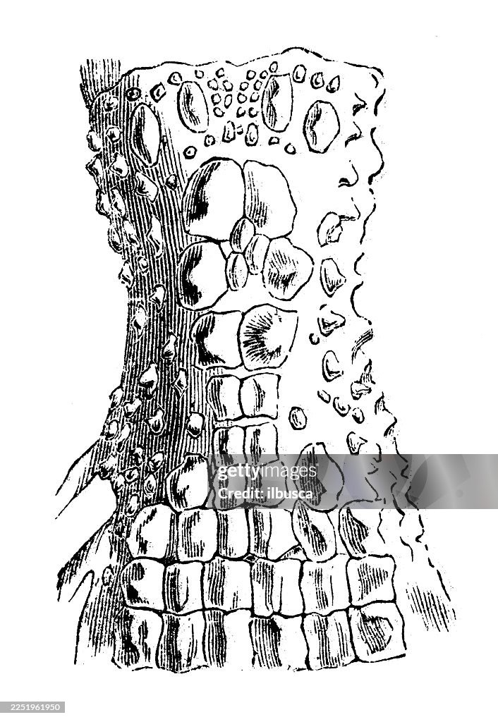 Cervical Plates of Spectacled Caiman