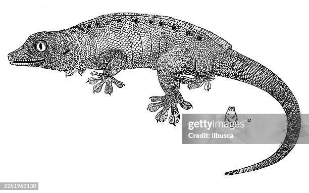 seychelles gecko - seychelles stock illustrations