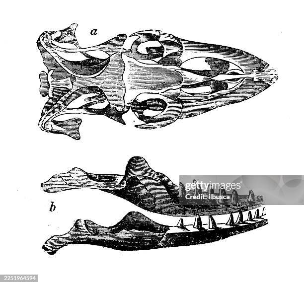 skull of nile monitor - nile monitor lizard stock illustrations
