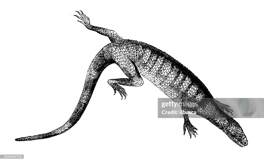 Rough Scaled Heloderma