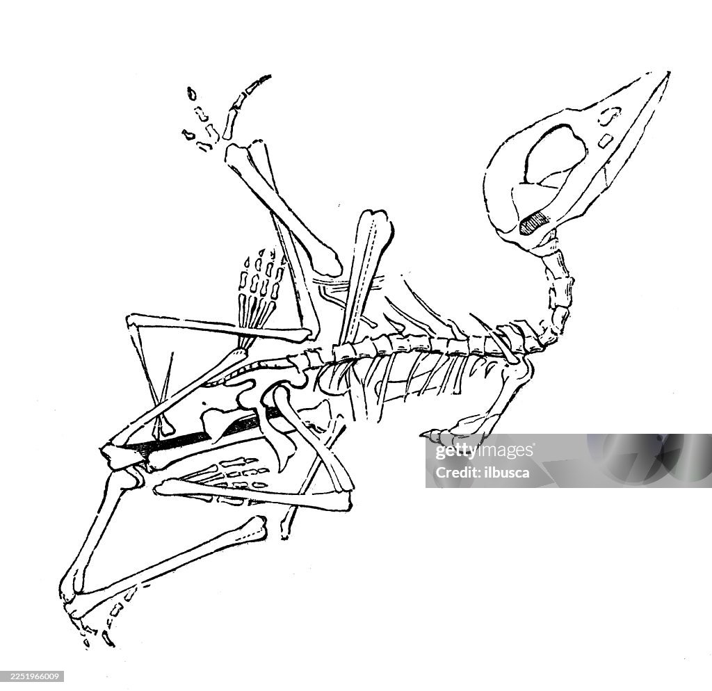 Short Muzzled Pterodactyl