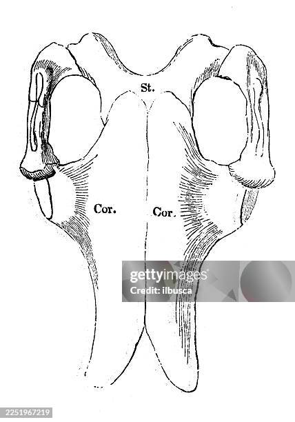 plesiosaurus bone - plesiosaurus stock illustrations