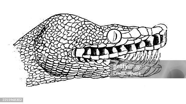 good dog - boa constrictor stock illustrations