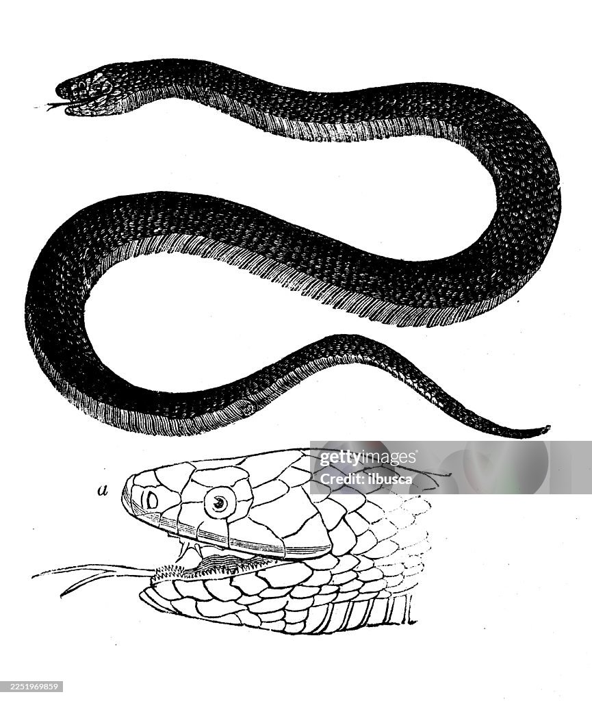 Los acantofos de la lección