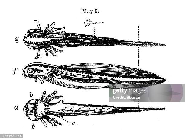 newt tadpole - salamander stock illustrations