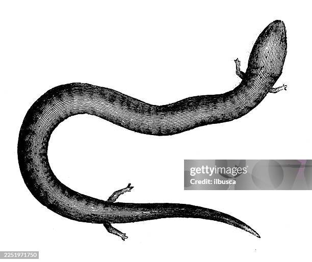 three toed amphiuma - salamander stock illustrations